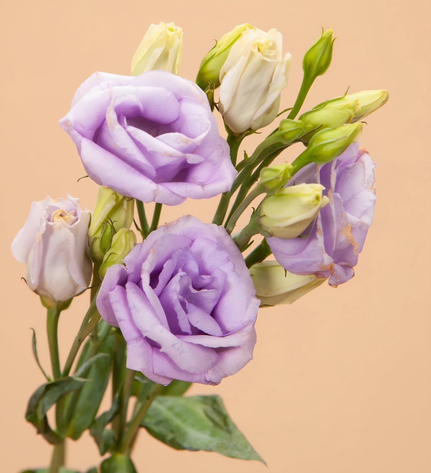 Lisianthus Echo Lavender Plugs