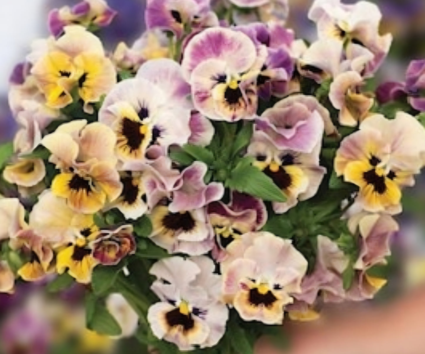 Italian Viola Appassioniato Flamenco Mix Pansy Plugs