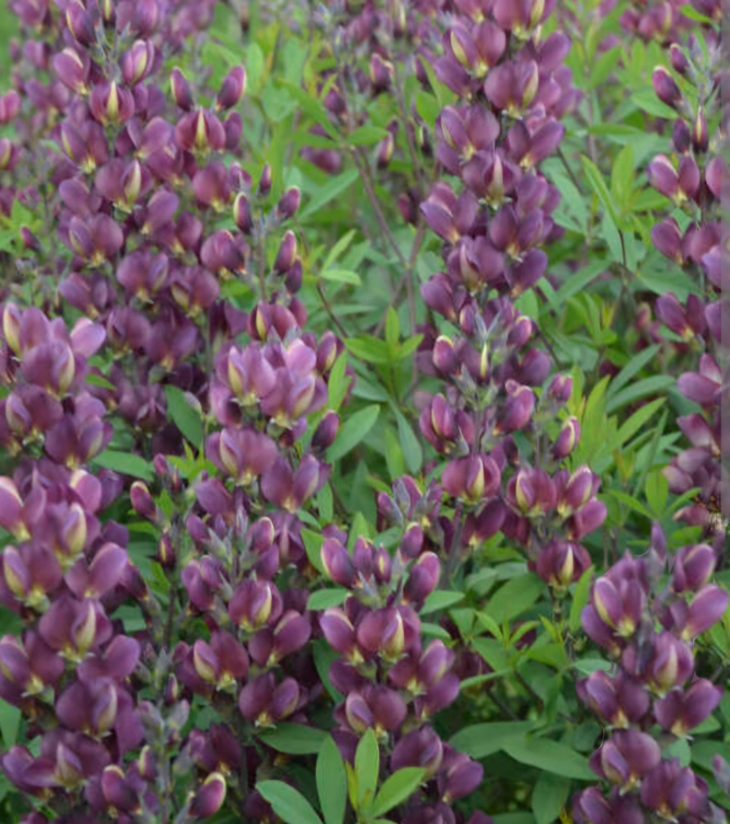 Baptisia Burgundy Blast  Perennial Plant Plug (1)