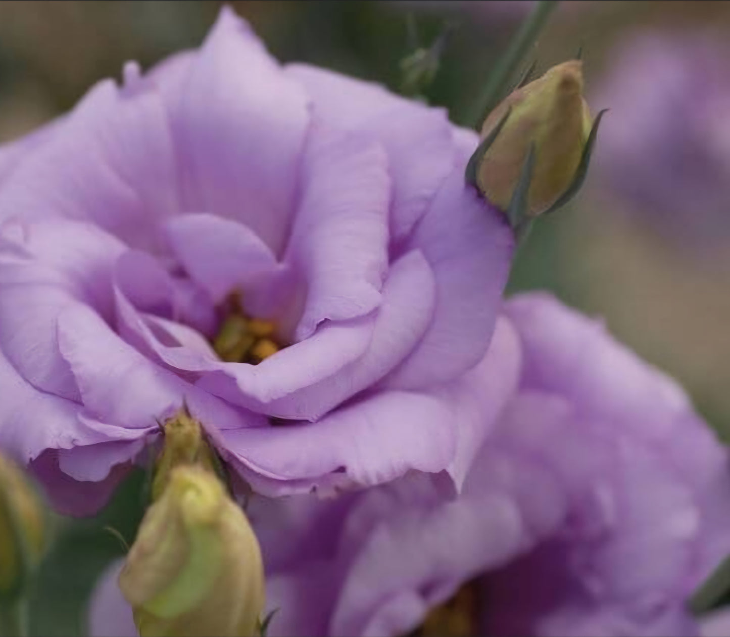Lisianthus Mariachi Lavender II Plugs (4)
