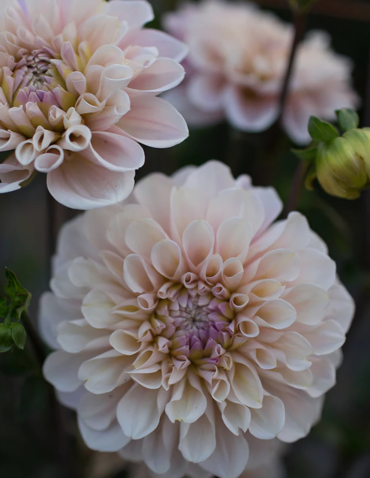 Sweet Nathalie Dahlia Tuber