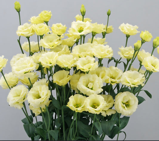 Lisianthus Little Summer Yellow Plugs