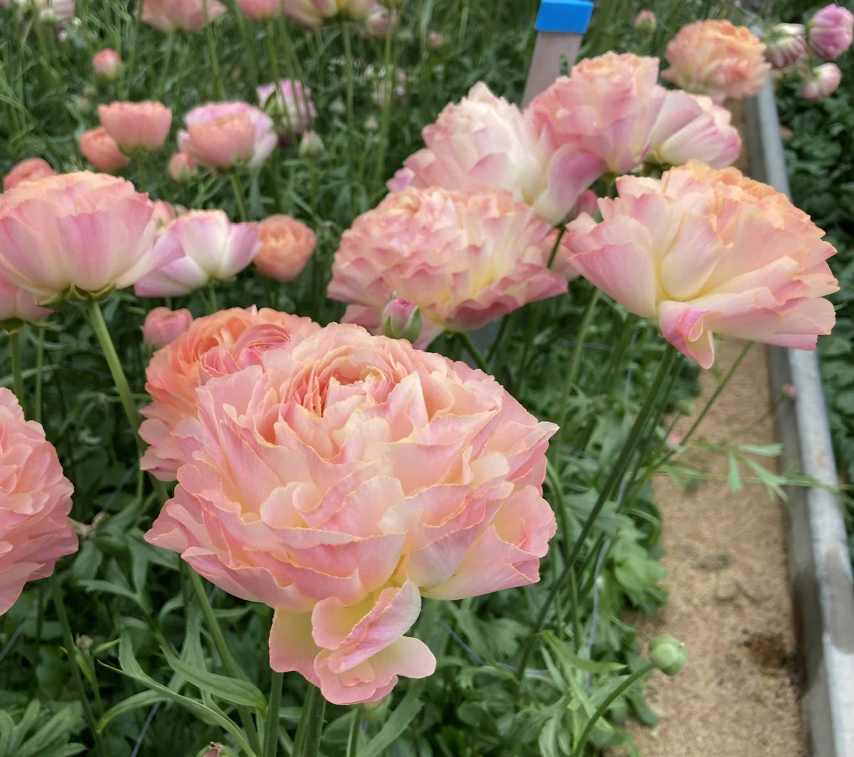 Nohant Ranunculus Romance Nohant Ranunculus Corms (5) – Blooming Patches Farm