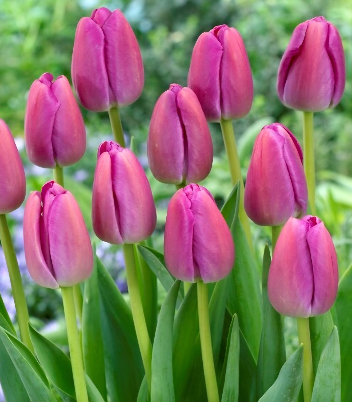 Purple Pride Darwin Hybrid Tulip Bulbs (10)