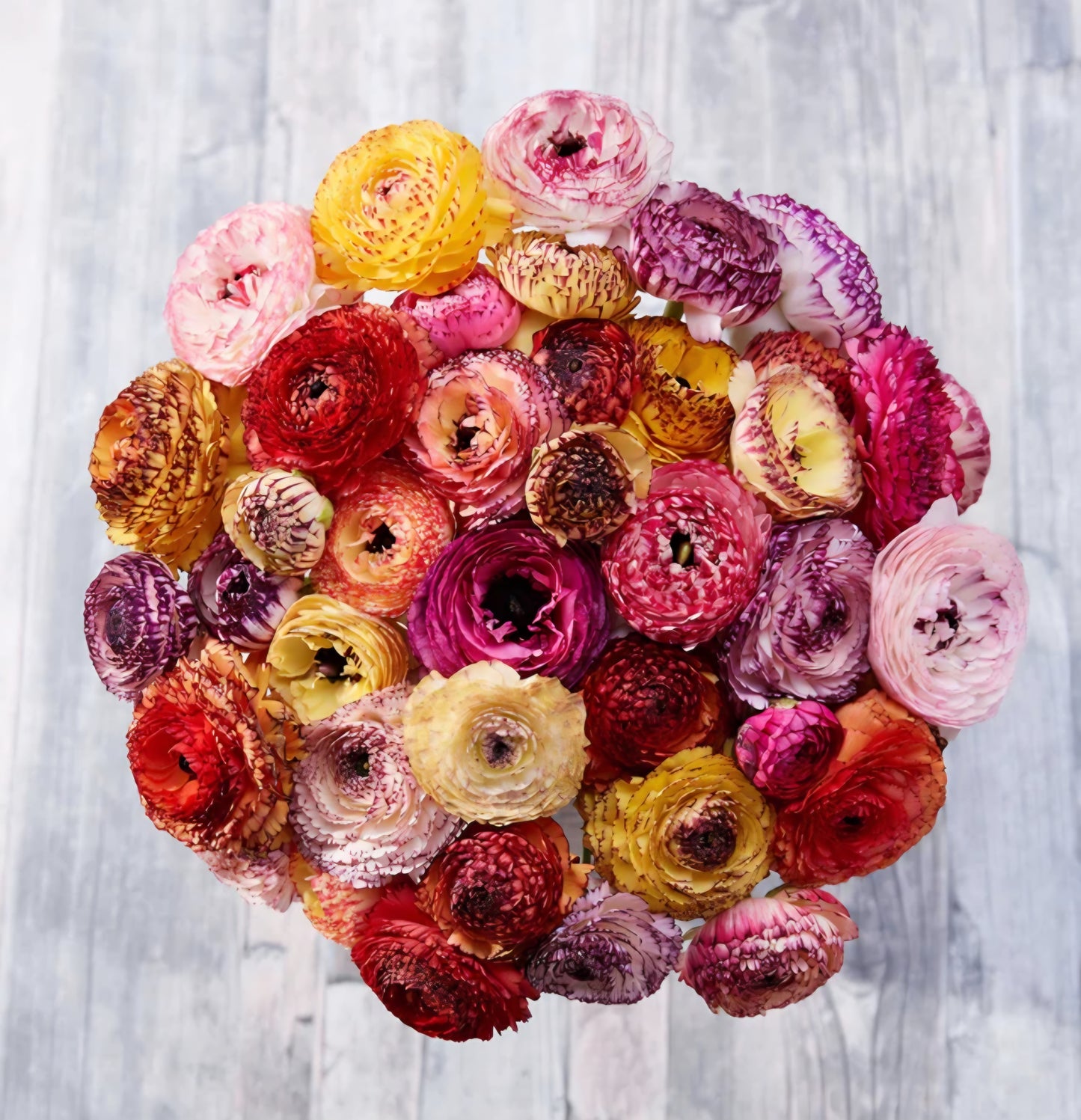 Ranunculus Tecolote Picotee Corms