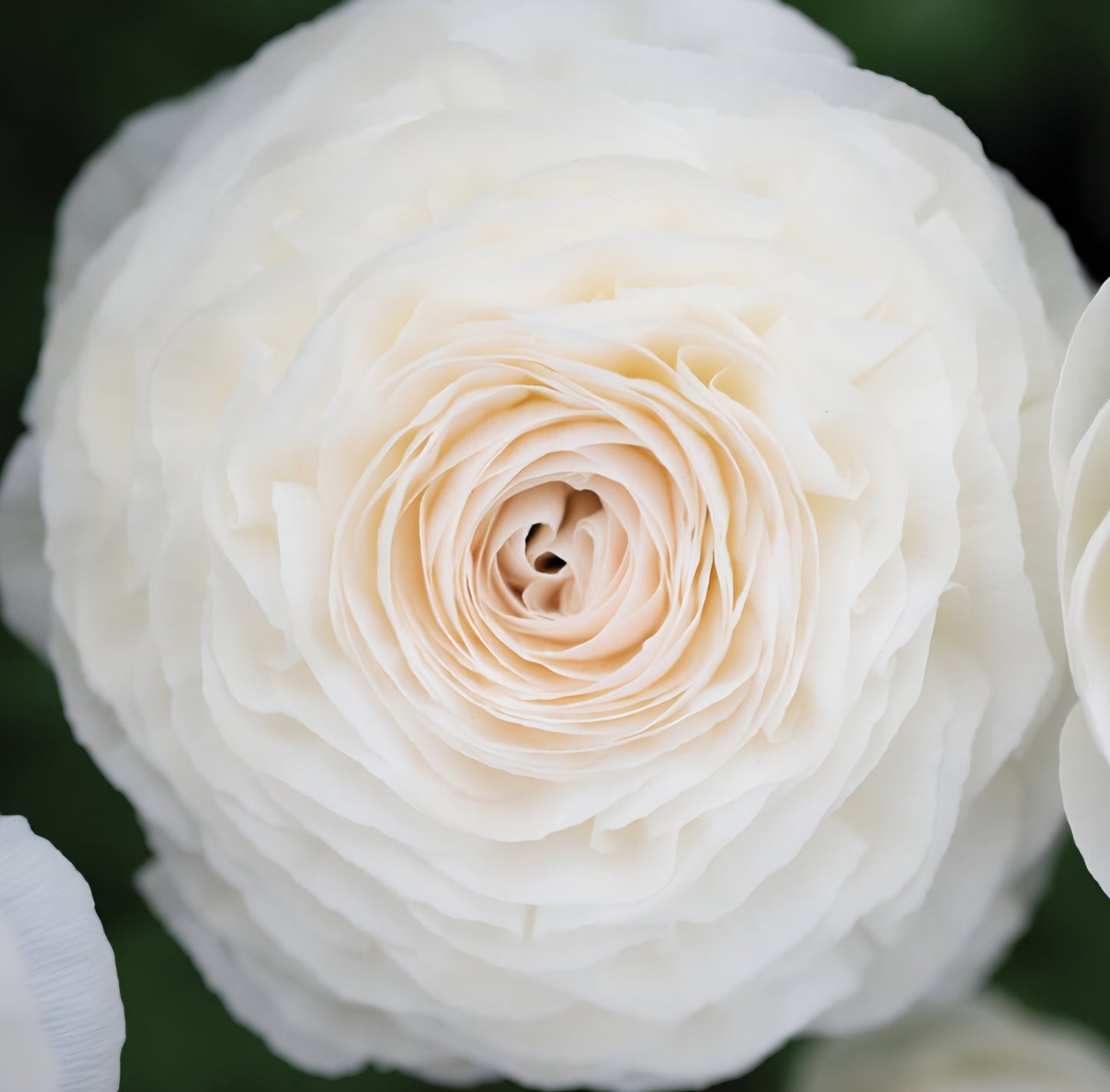 Romance Courchevel Ranunculus Corms