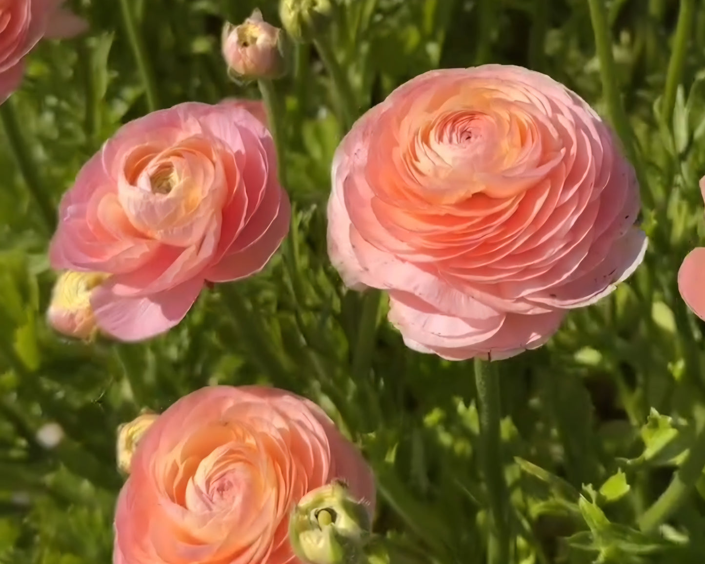 Salerno Romance Ranunculus Corms