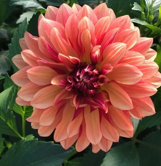 Miss Brandy Dahlia Cutting