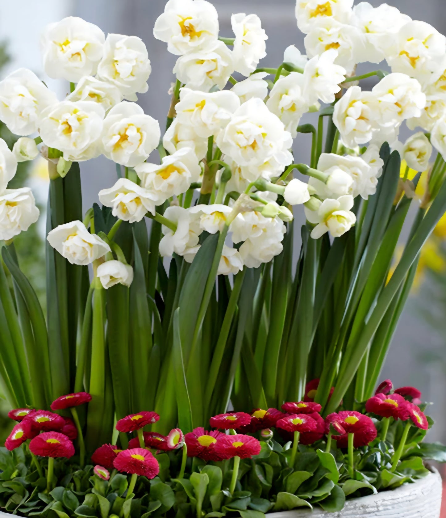 Bridal Crown Daffodil Narcissus Bulbs (10)
