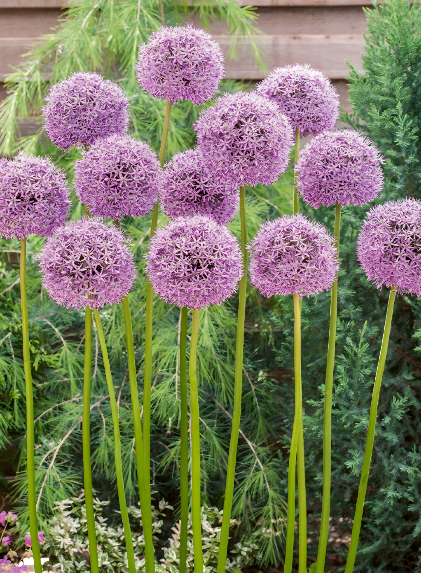 Allium Lucy Ball