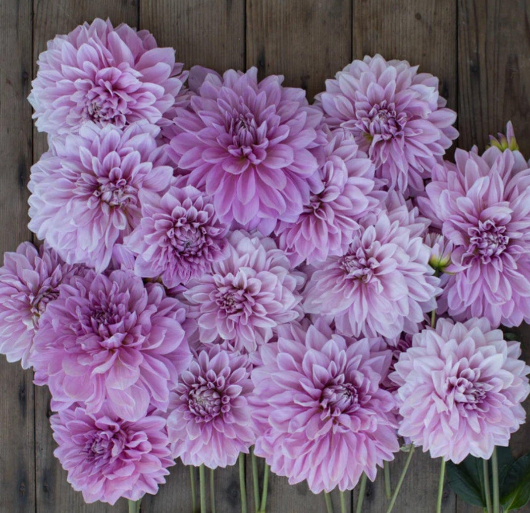 Lavender Perfection Dinner plate Dahlia Tuber