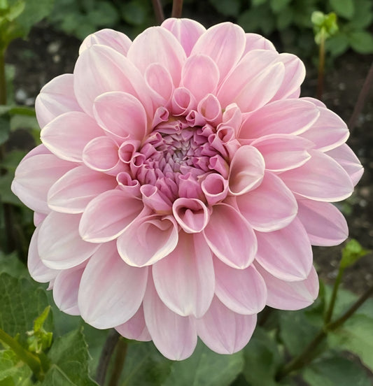 Sweet Nathalie Dahlia Tuber