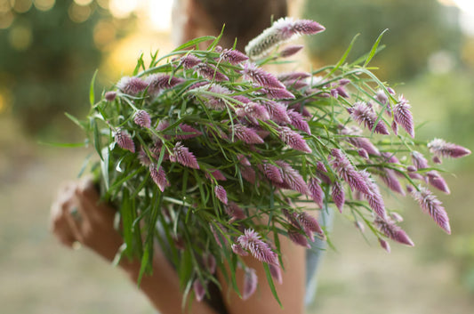 Flamingo Feather Celosia Plugs
