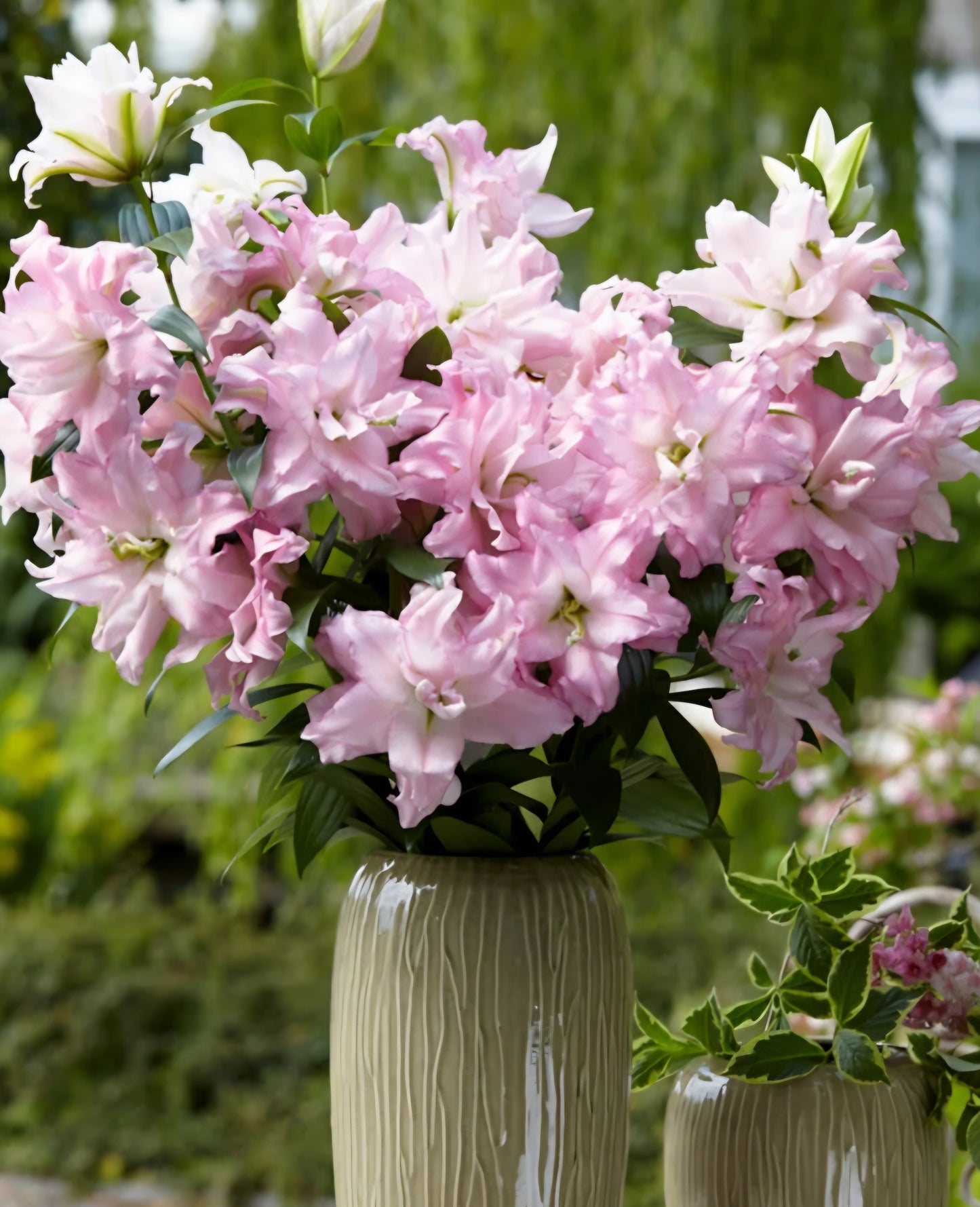 Amistad Double Oriental Lily Bulbs (5)