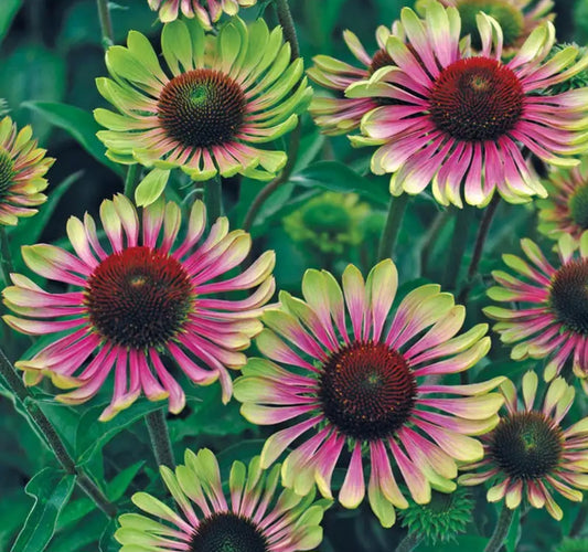 Green Twister Echinacea Plugs