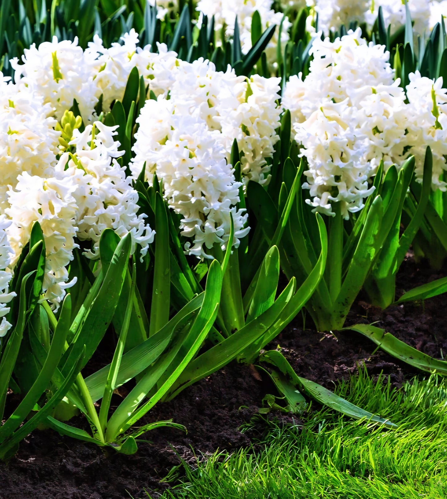 Hyacinth White Pearl Bulbs (10)