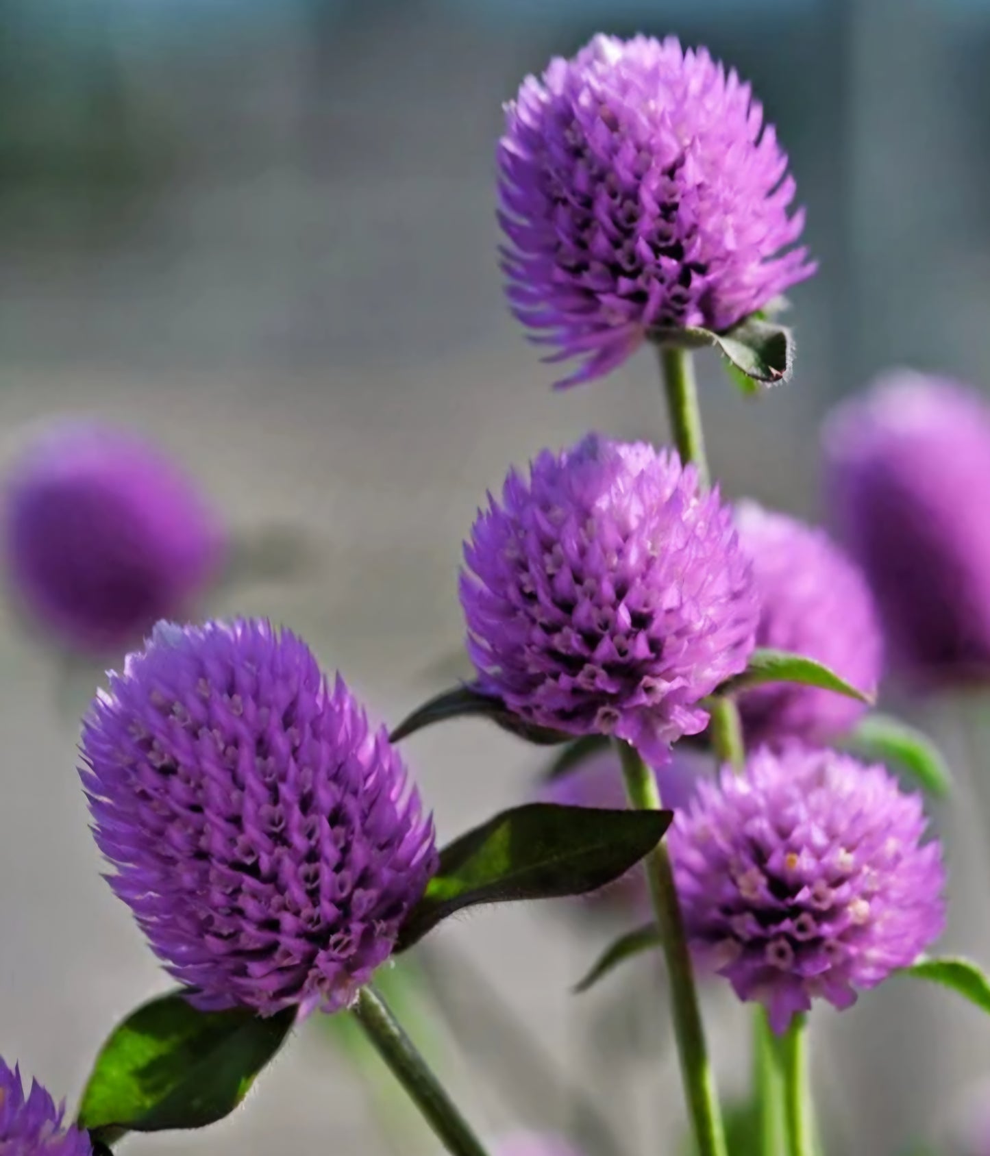 Ping Pong Gomphrena Lavender Plugs (4)