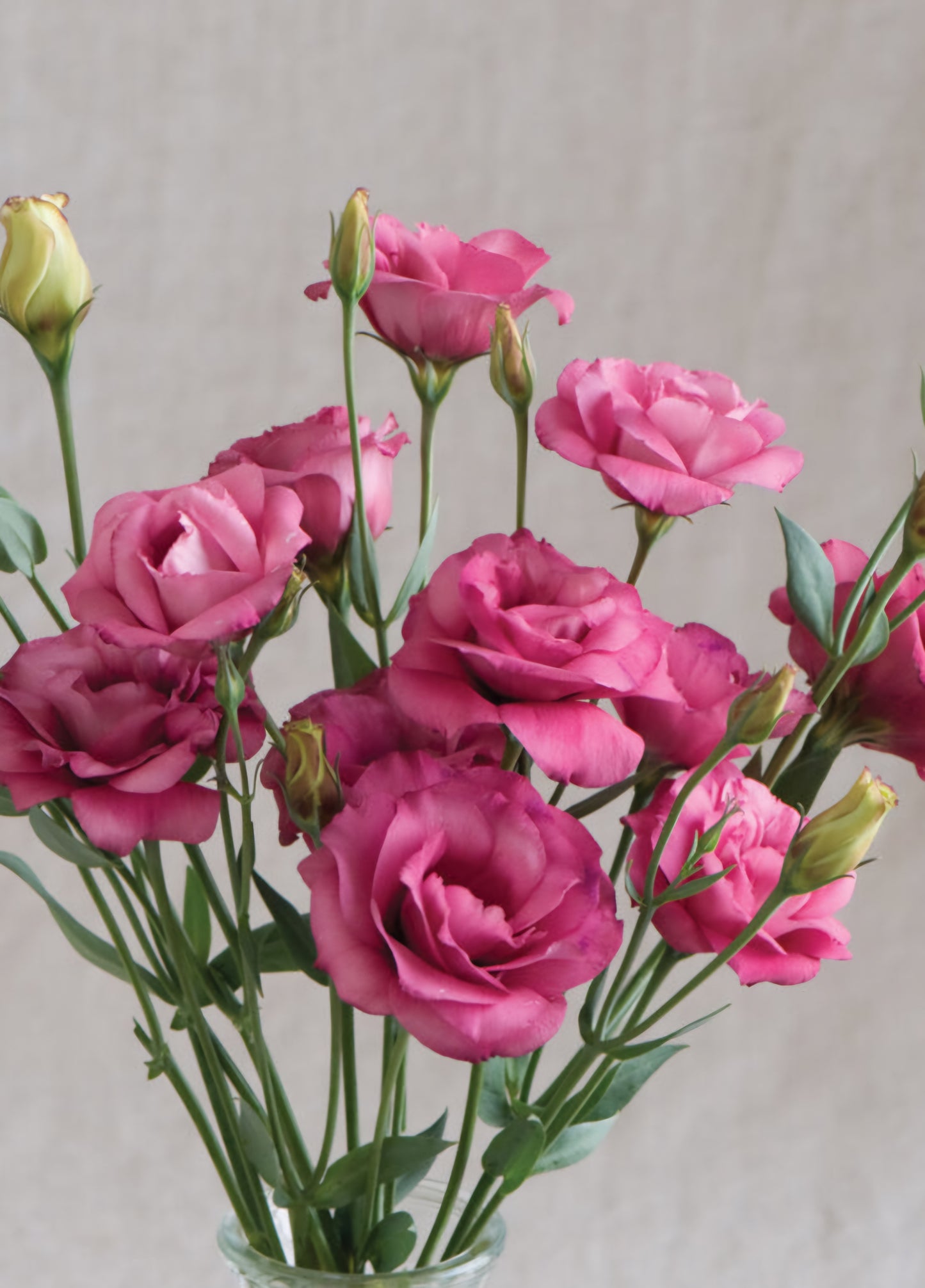 Lisianthus Arena Rose III Plugs (4)