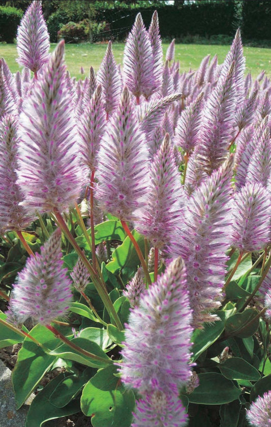 Ptilotus Joey Plugs