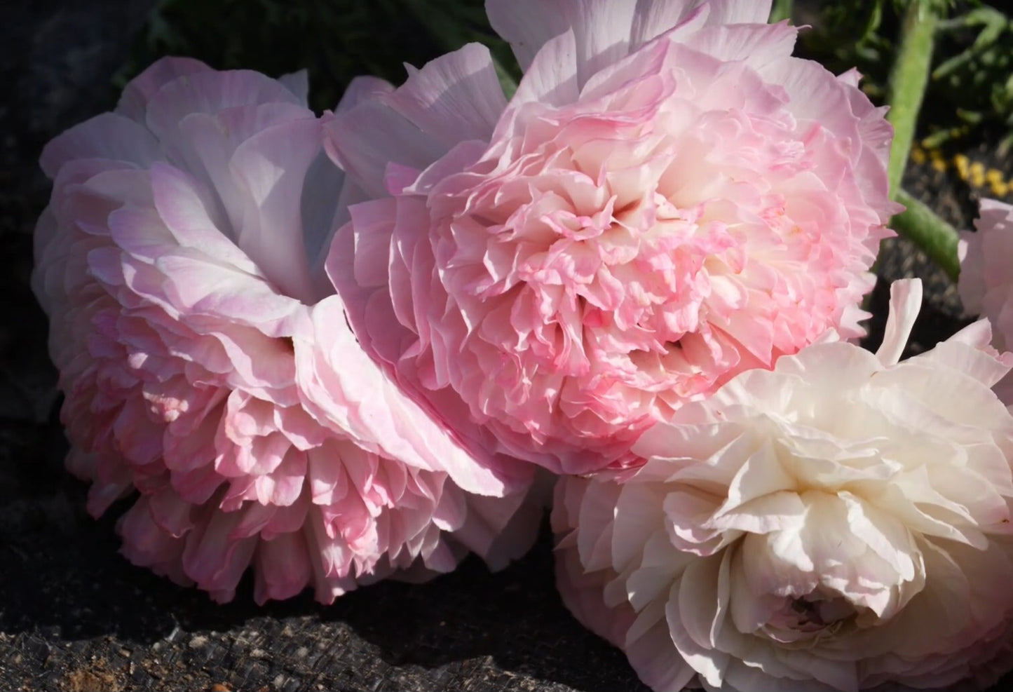 Porcelain Amandine Ranunculus Corms