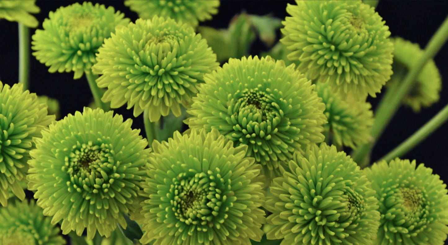 Chrysanthemum Green Kermit Mum Plugs (3)