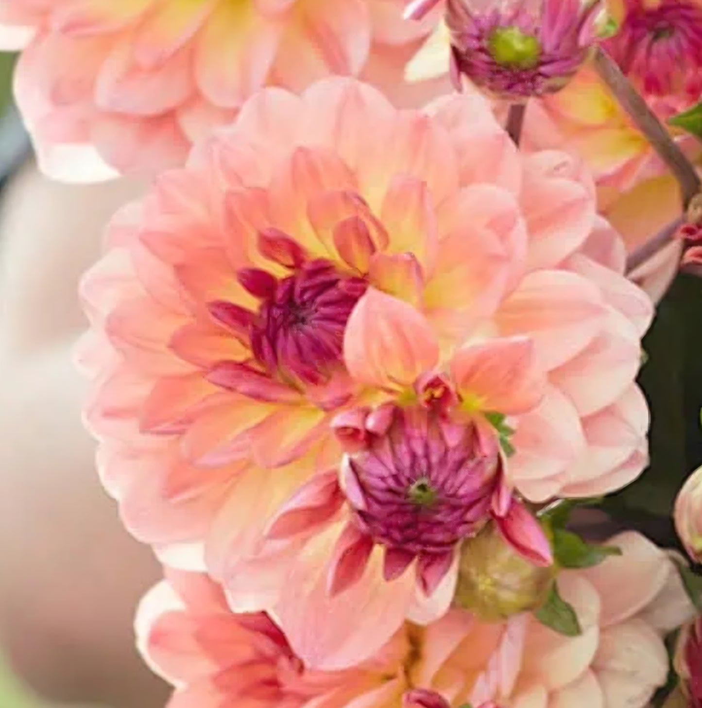 Byzantine Dahlia Tuber