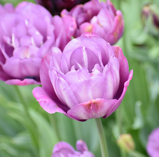 Blue Spectacle Double Late Tulip Bulbs (10)