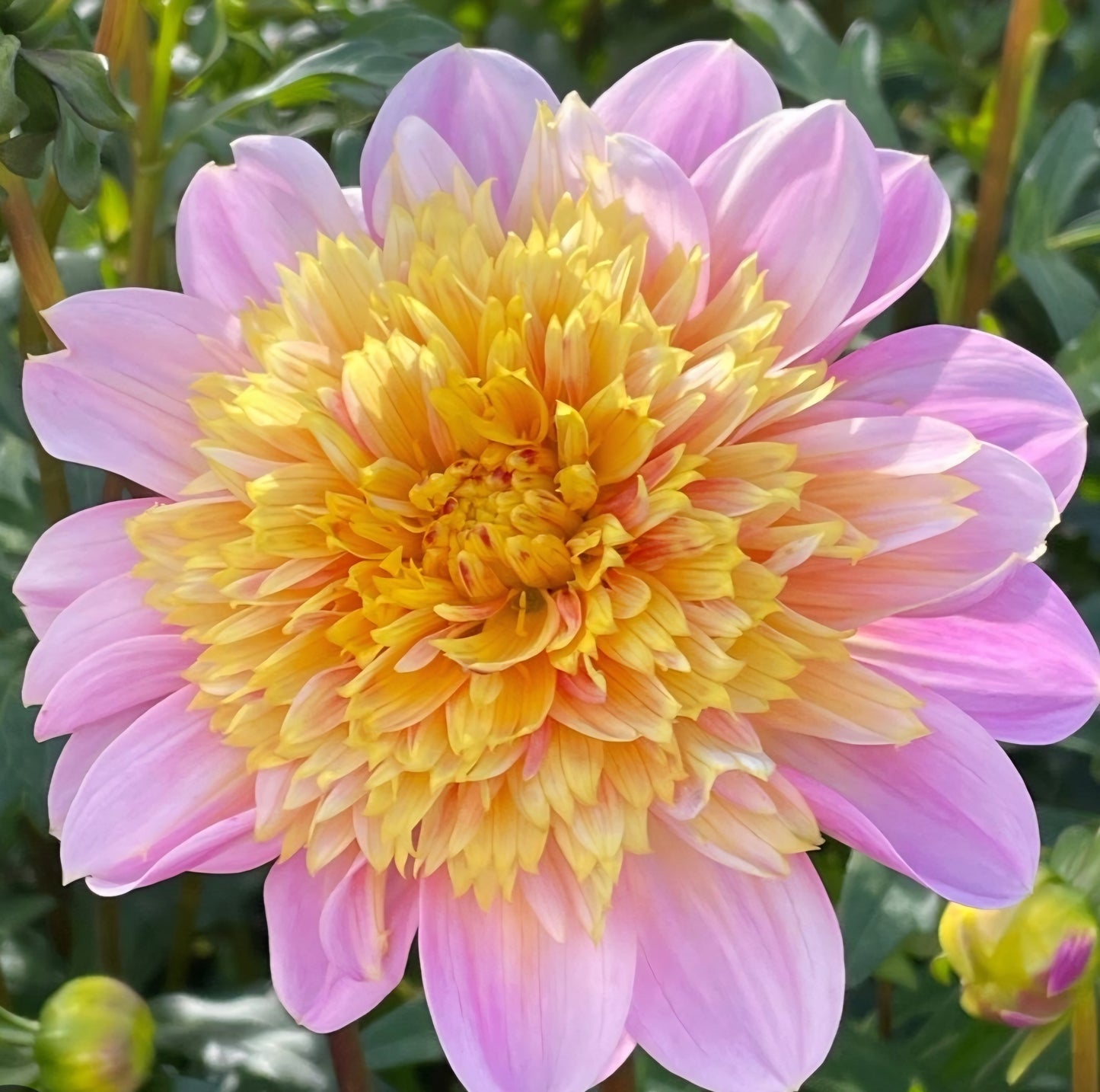 Lifestyle Dahlia Cutting