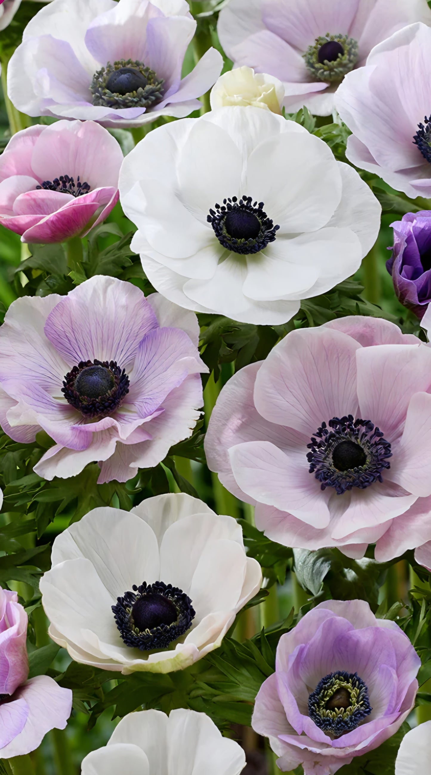 Anemone Pastel Mix (10)