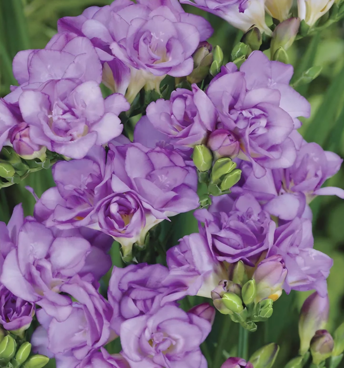 Freesia Double Biscaya Bulbs (10)