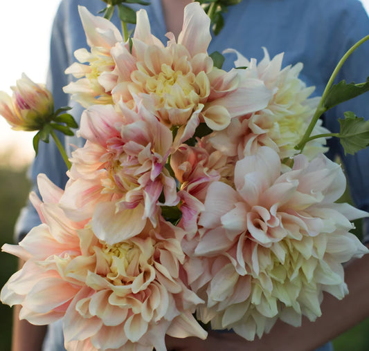 Break Out Dahlia Tuber