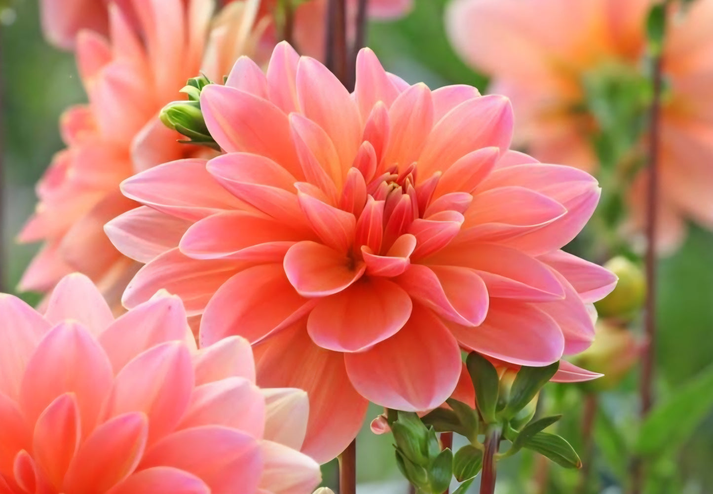 Mister Frans Dahlia Tuber