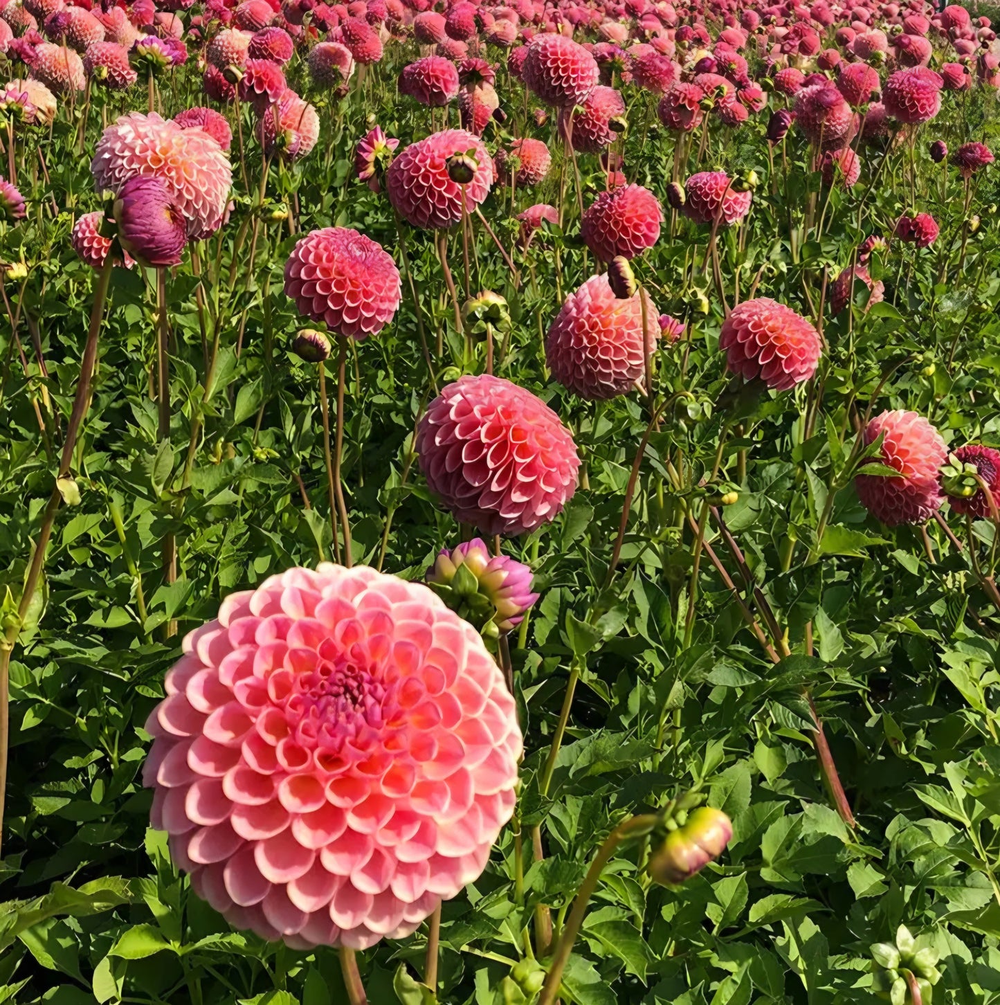 Jowey Winnie Dahlia Tuber