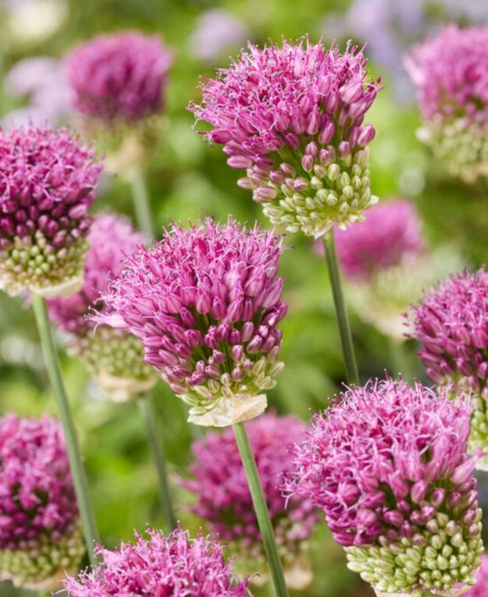 Allium Sphaerocephalon Drumstick