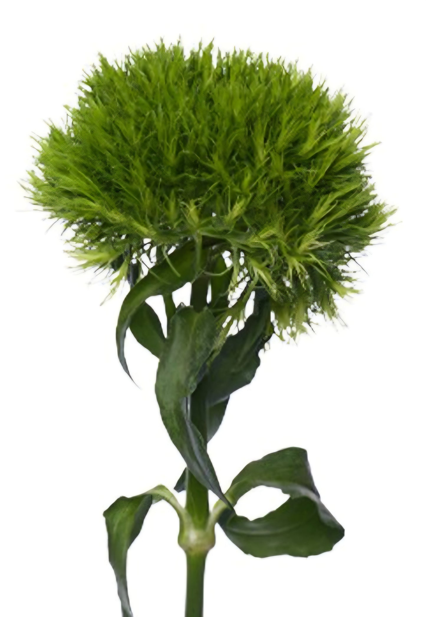 Kiwi Mellow Cool Dianthus Plugs