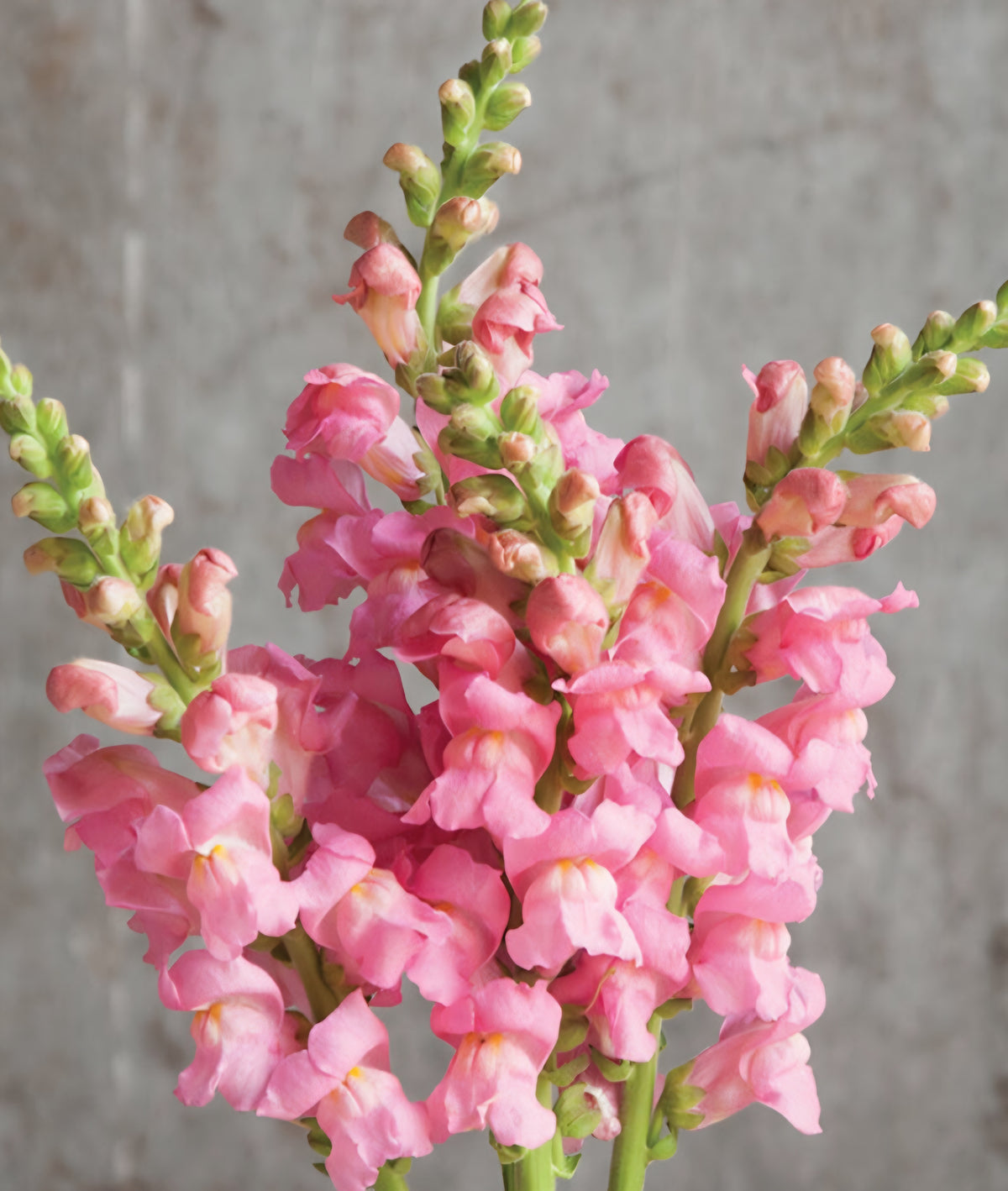 Potomac Pink Snapdragon Plugs