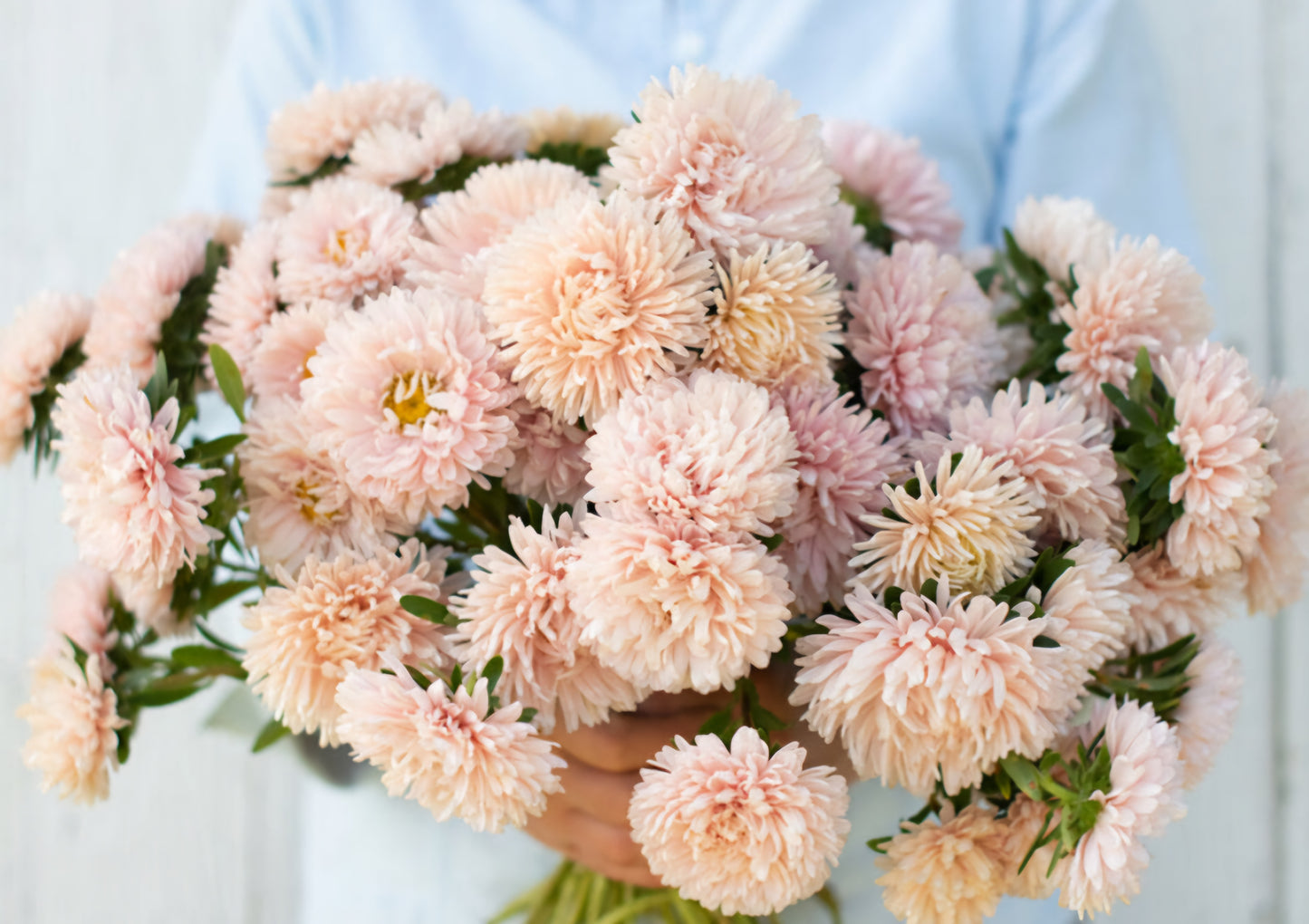 Aster King Apricot Plugs (4)