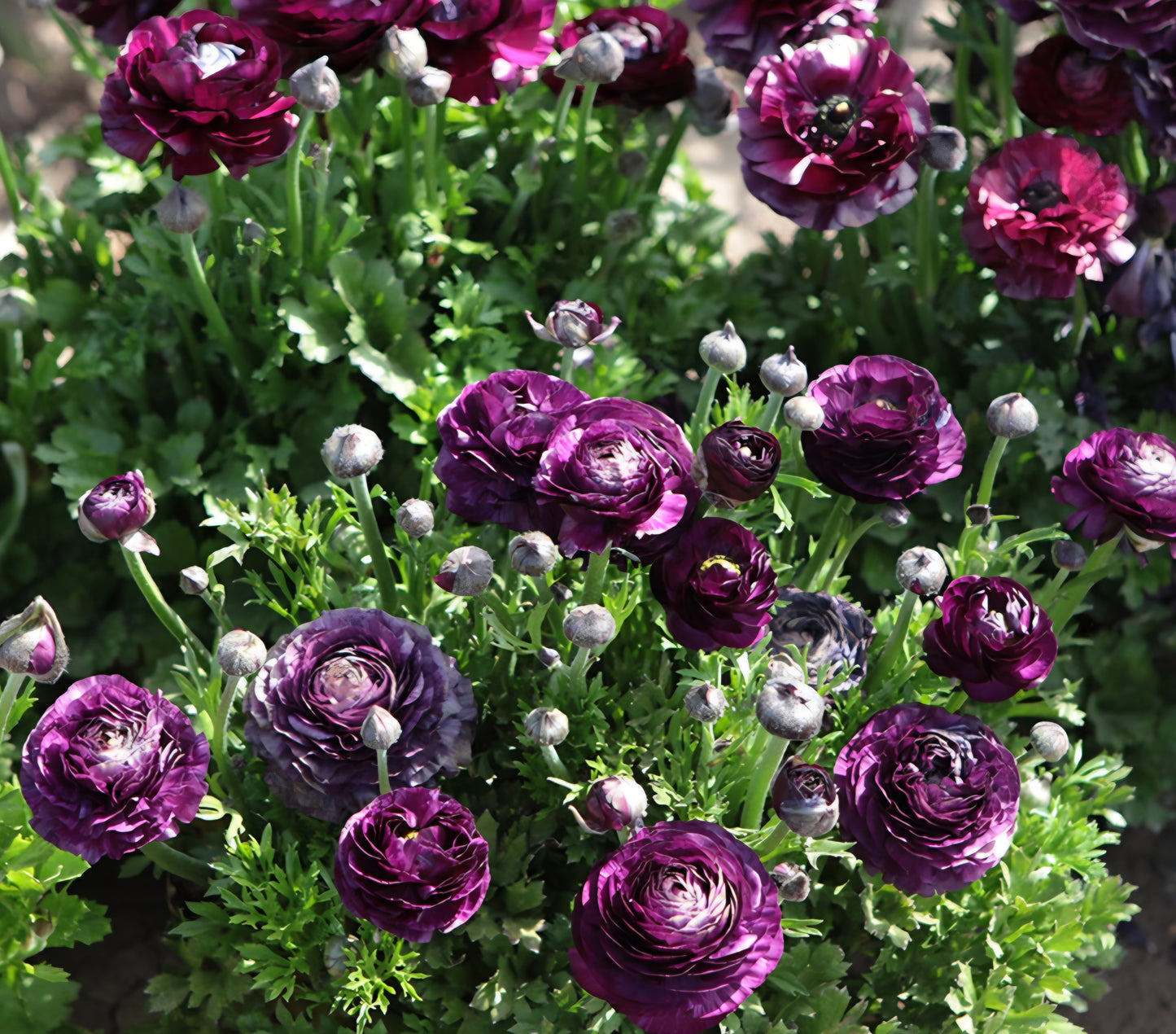 Aviv Purple Ranunculus