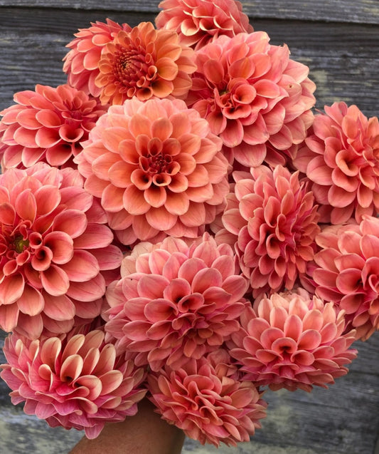 Rose Toscano Dahlia Tuber