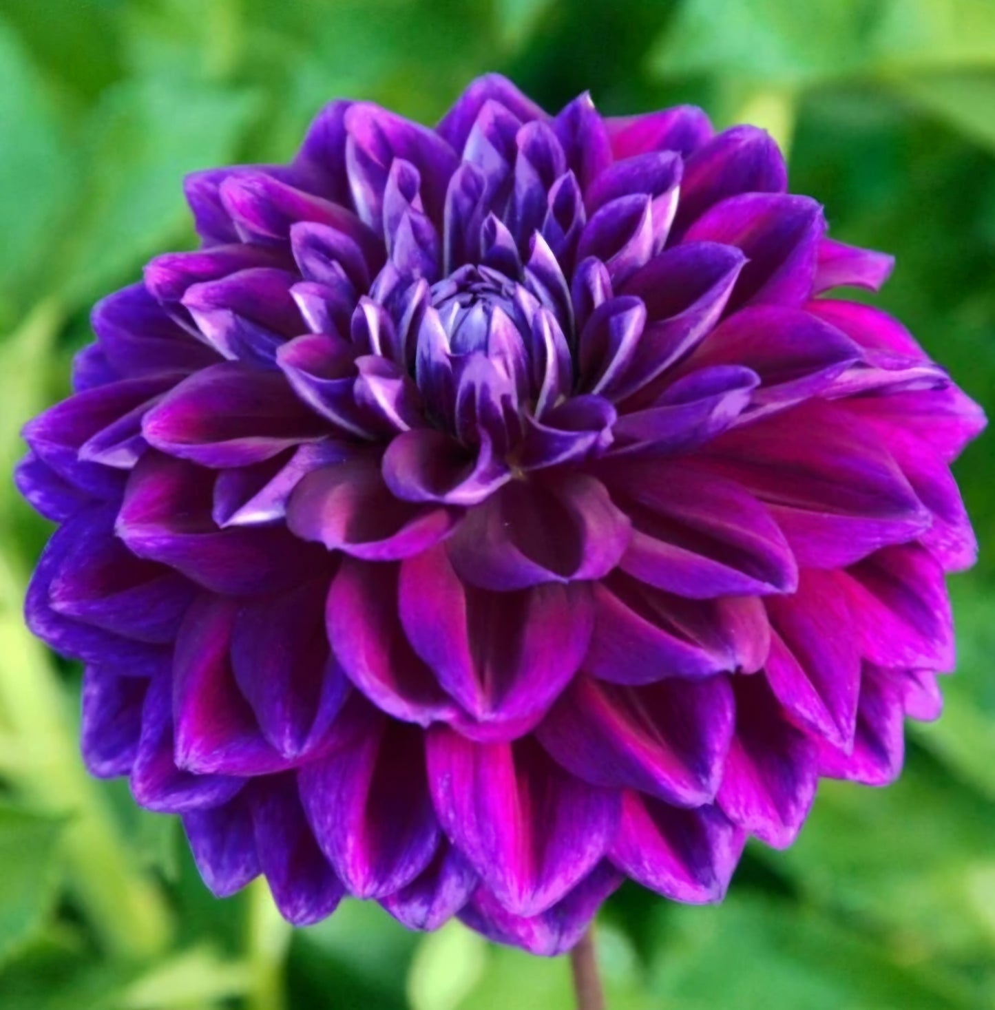 Boogie Nites Dahlia Tuber