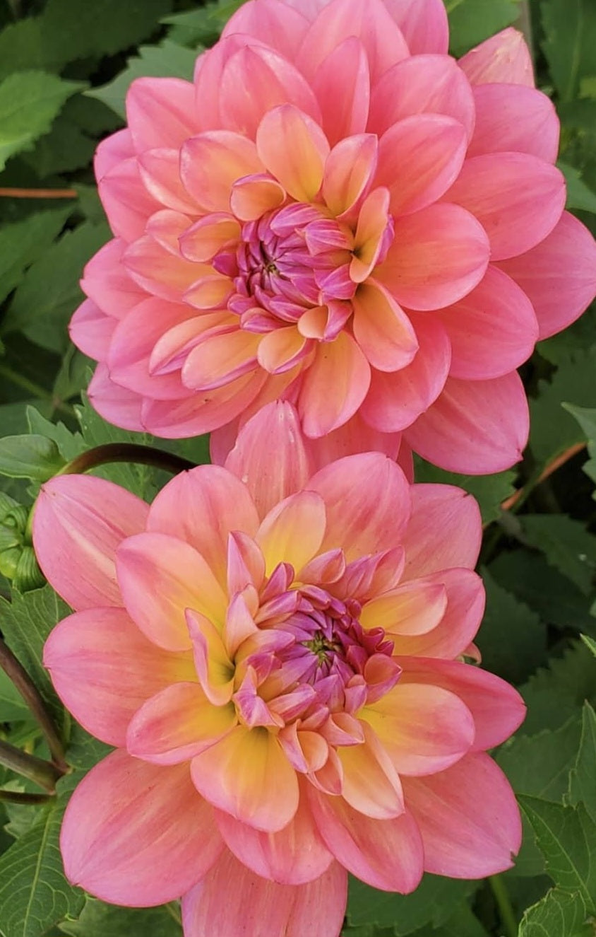 Great Silence Dahlia Tuber