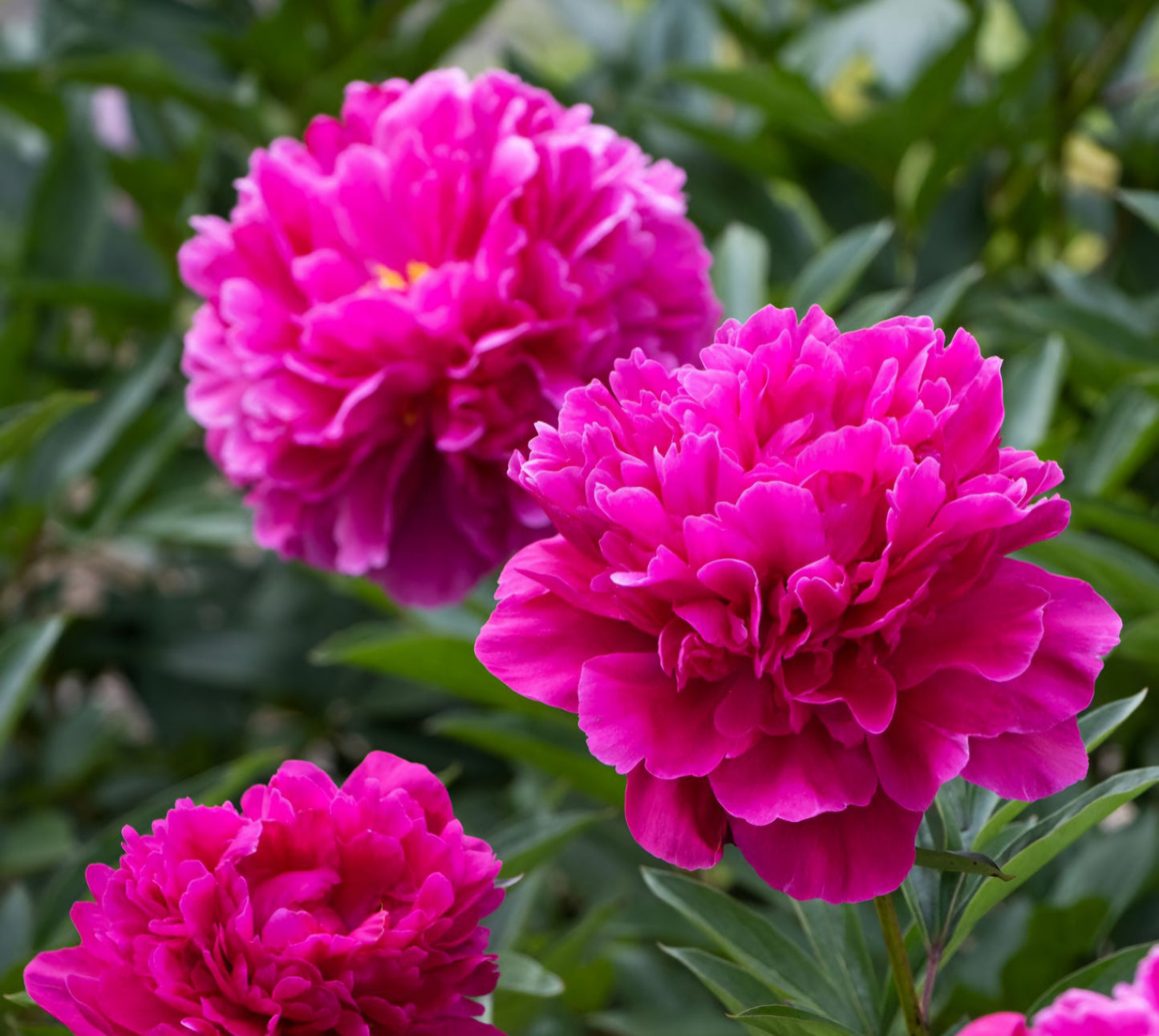 Peony Kansas Paeonia Lactiforia Root
