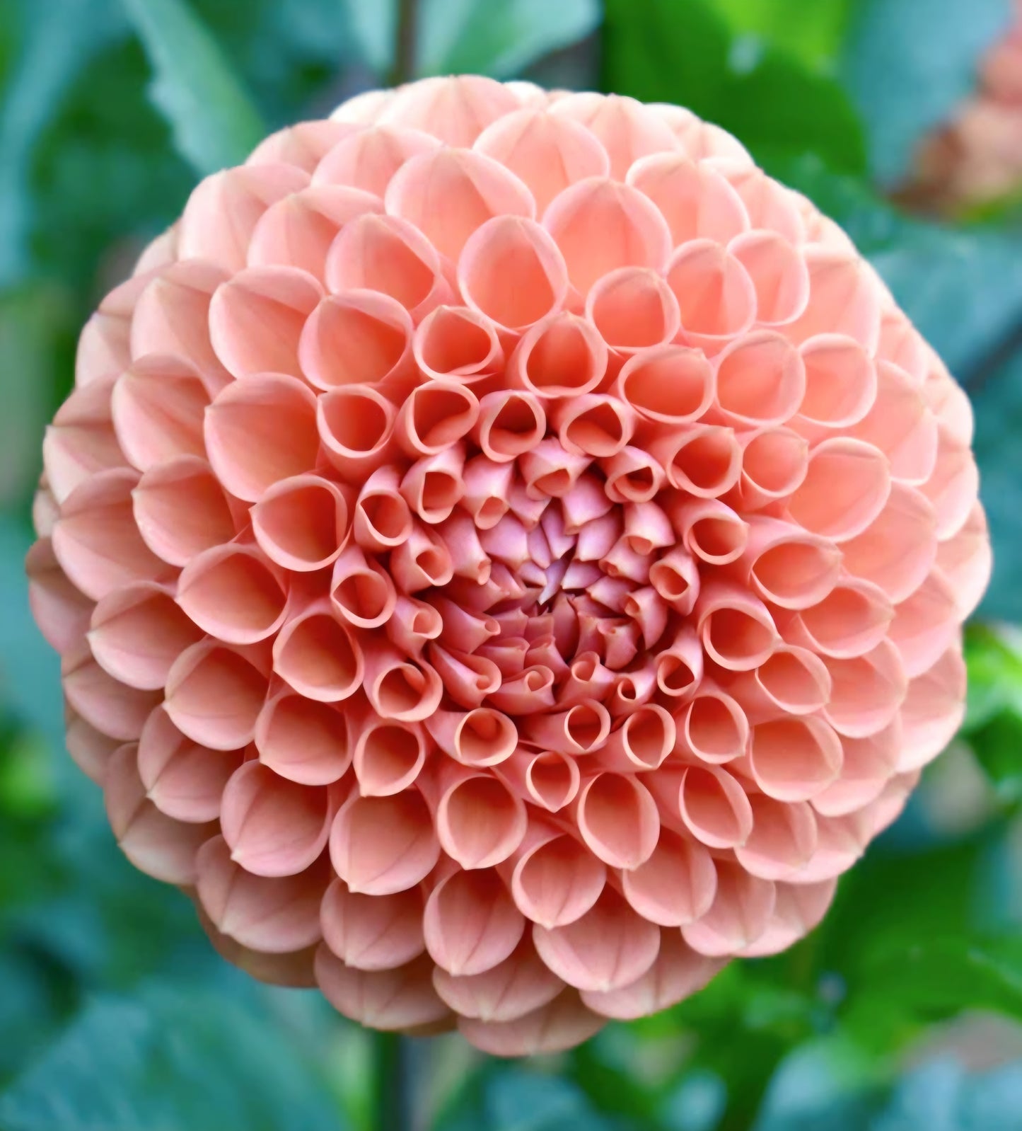 Cornel Bronze Dahlia Cutting