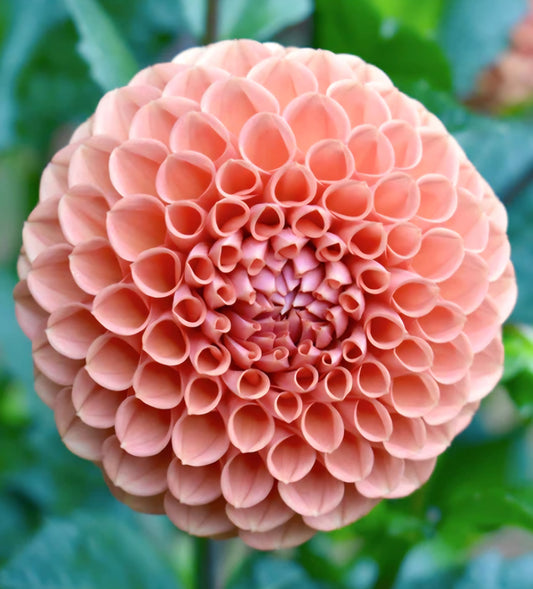 Cornel Bronze Dahlia Cutting