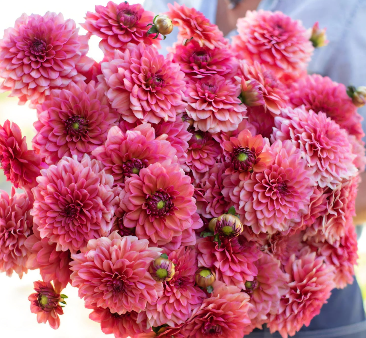 Salmon Runner Dahlia Tuber