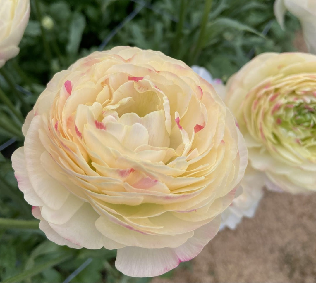 Hydra Romance Ranunculus Corms