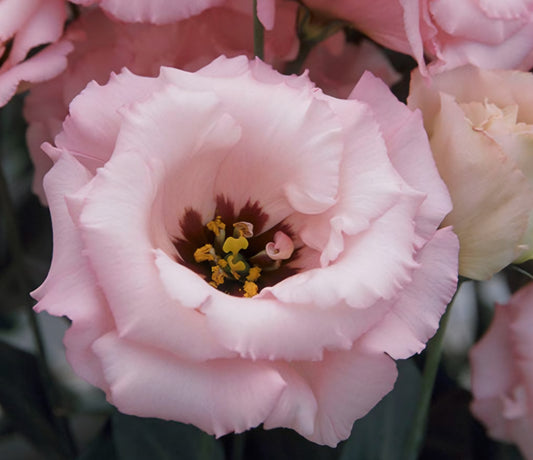 Lisianthus Arena 3 Baby Pink Plugs