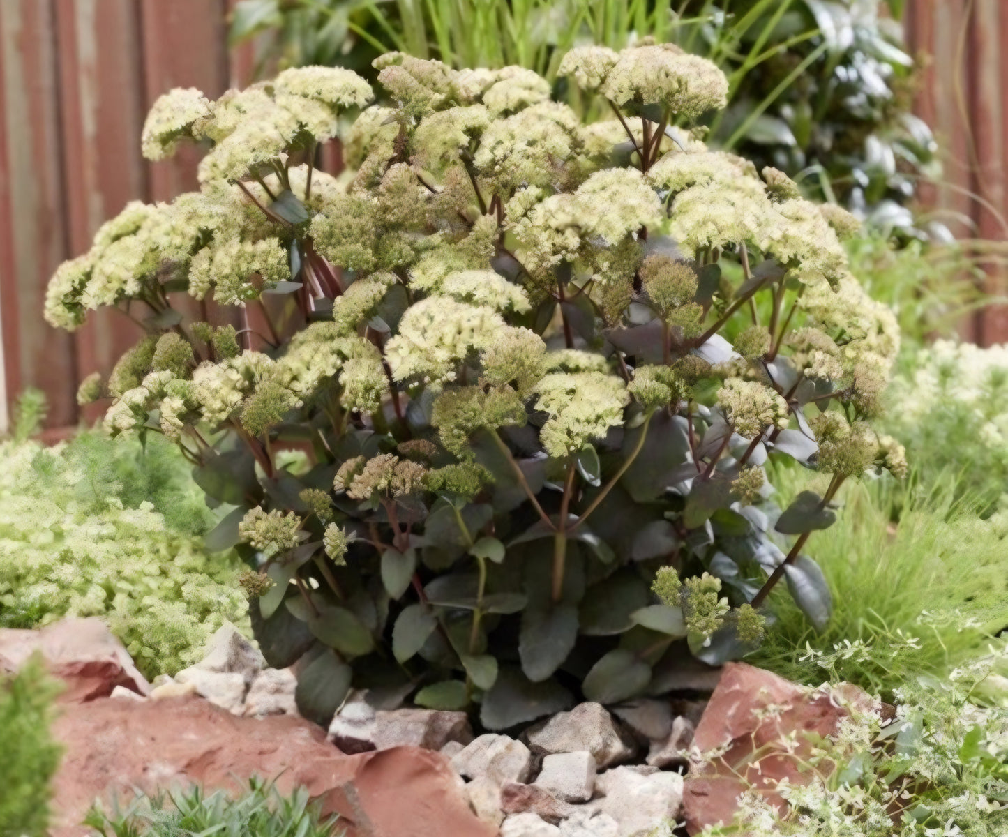 Banana Split Sedum Plugs