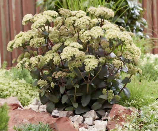 Banana Split Sedum Plugs