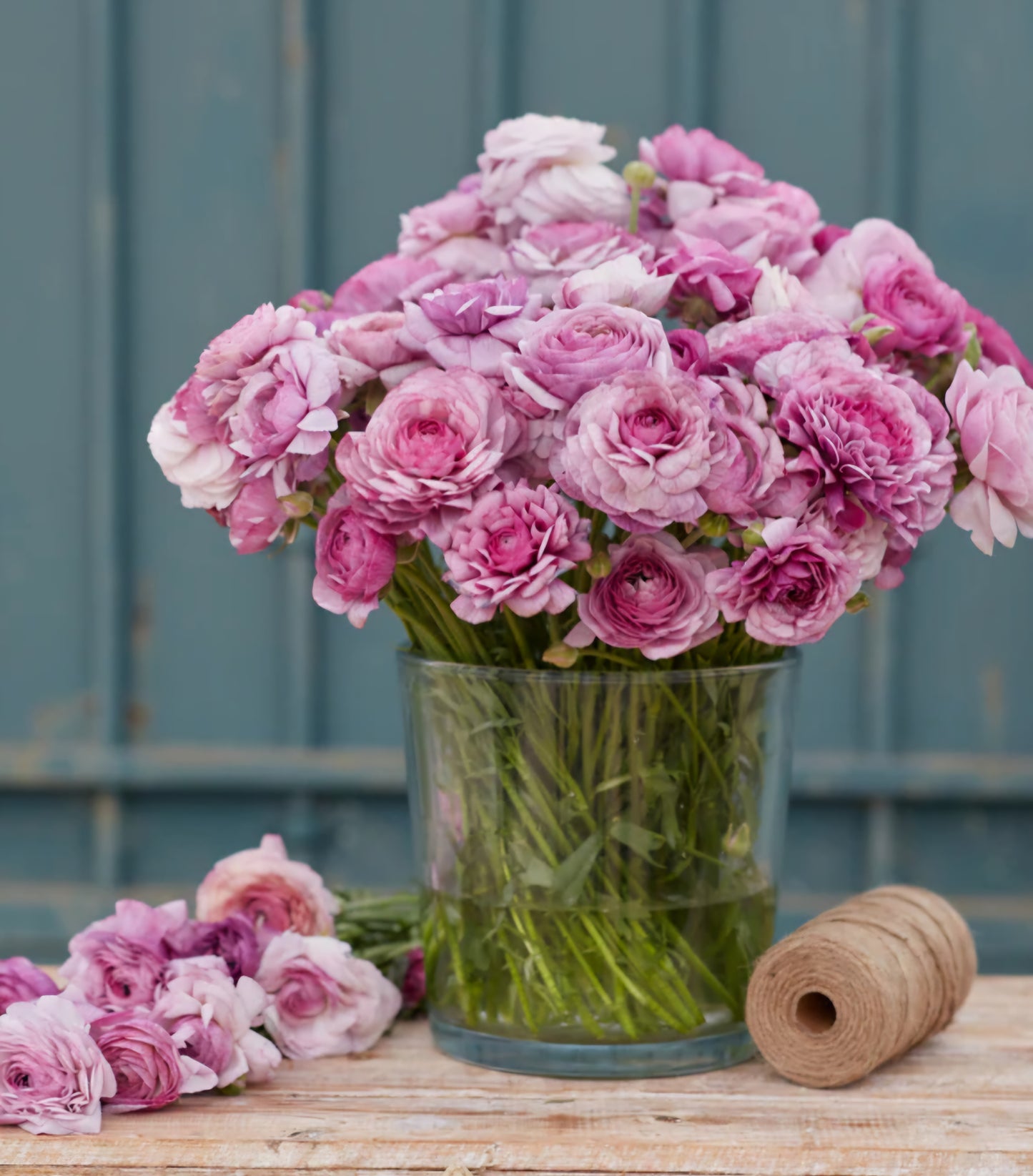 Purple Jean Amadine Ranunculus Corms (10)